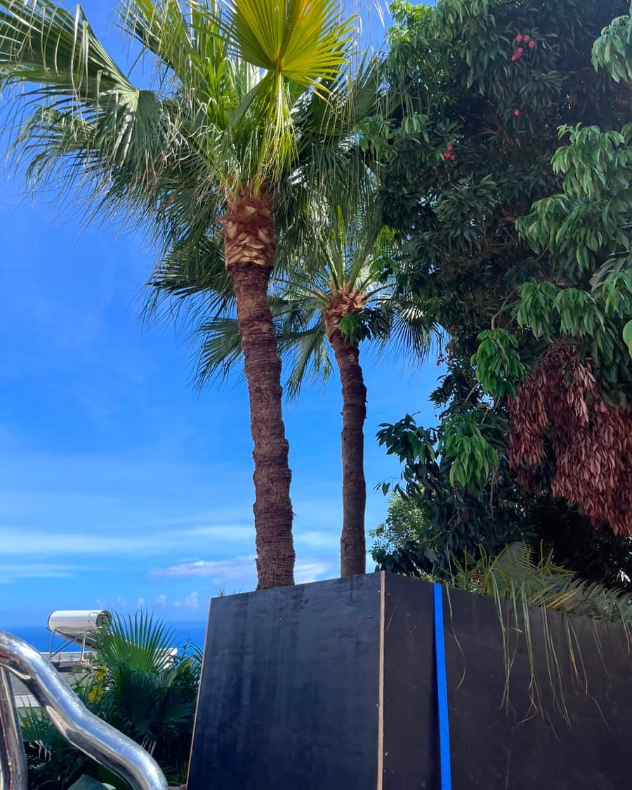 Palmiers et végétation sous un ciel bleu